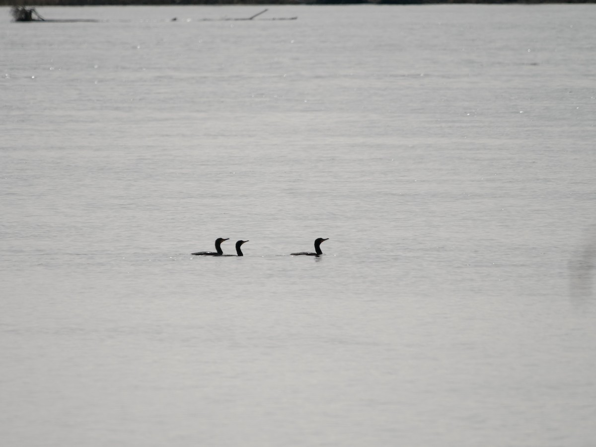 Double-crested Cormorant - ML439335121