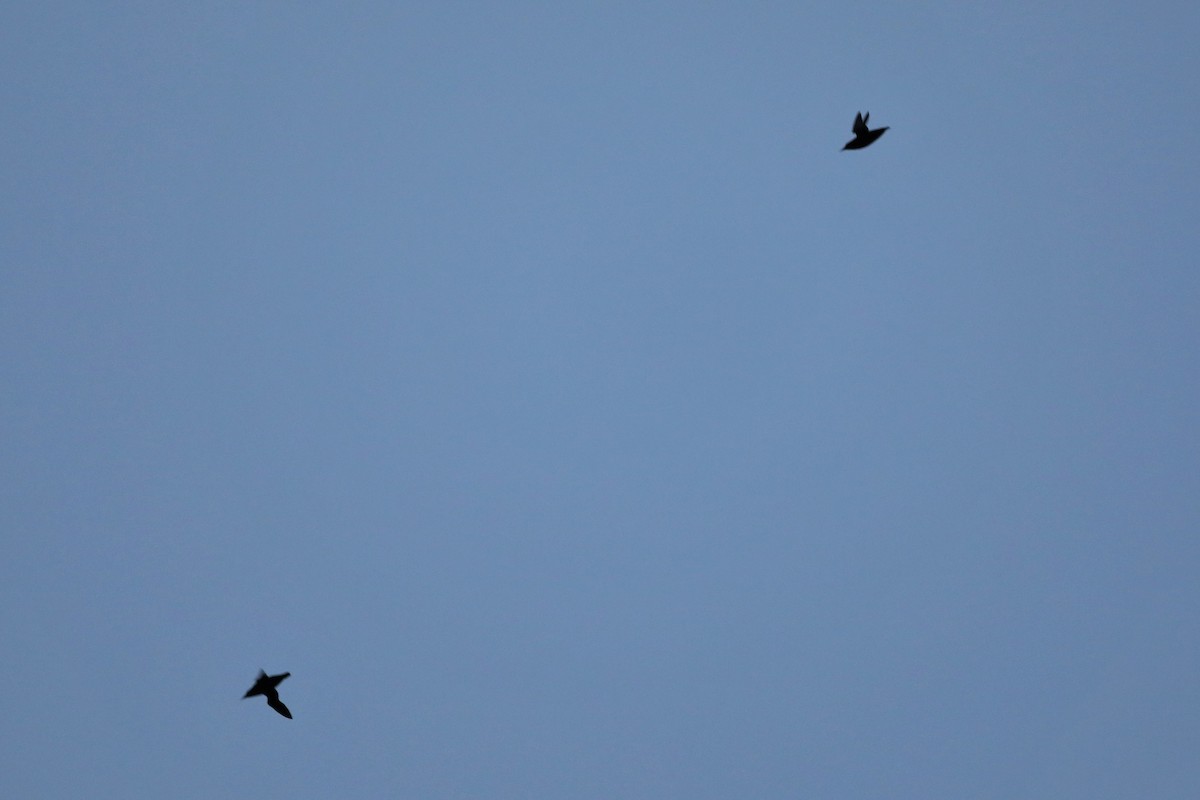 Marbled Murrelet - ML439336851