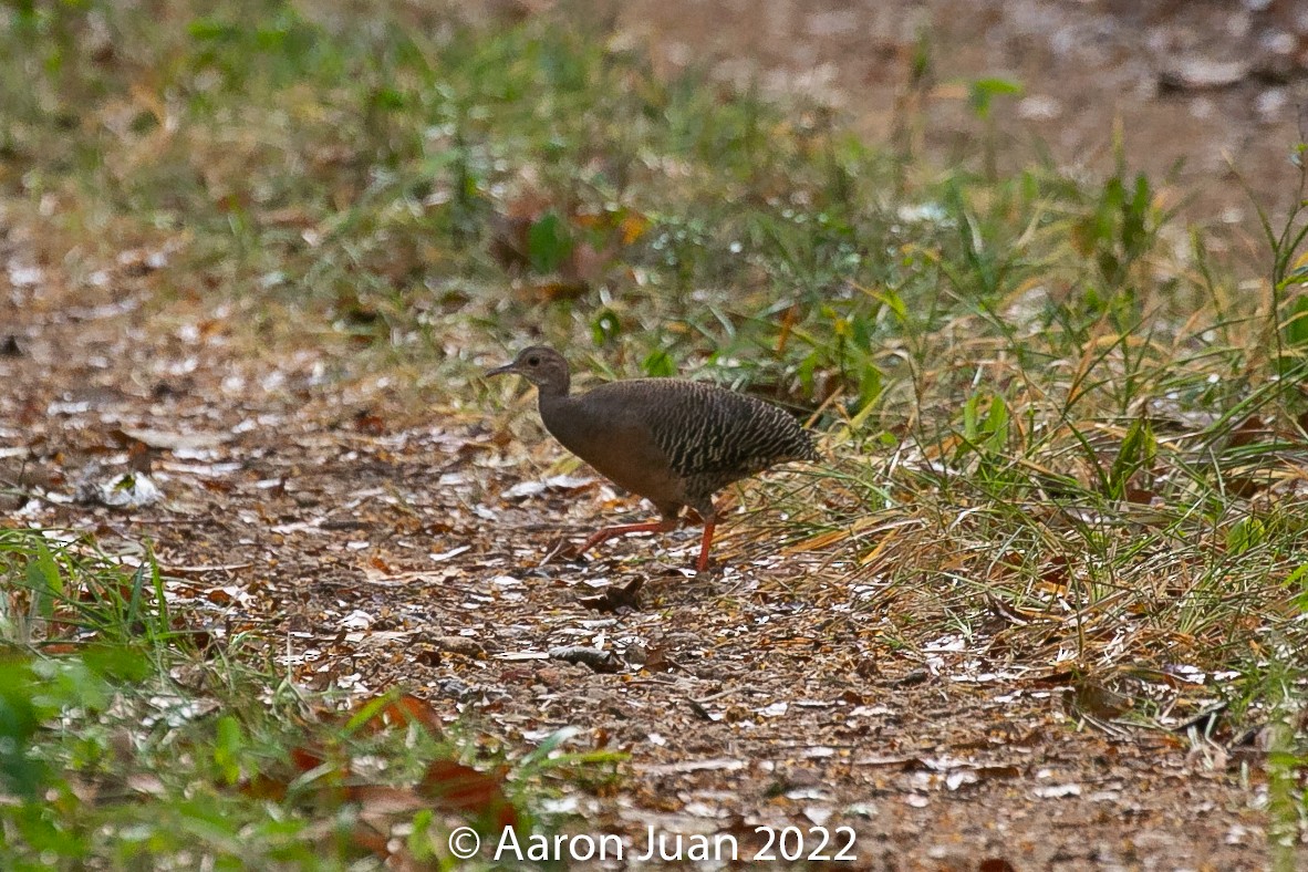 Thicket Tinamou - Aaron Juan