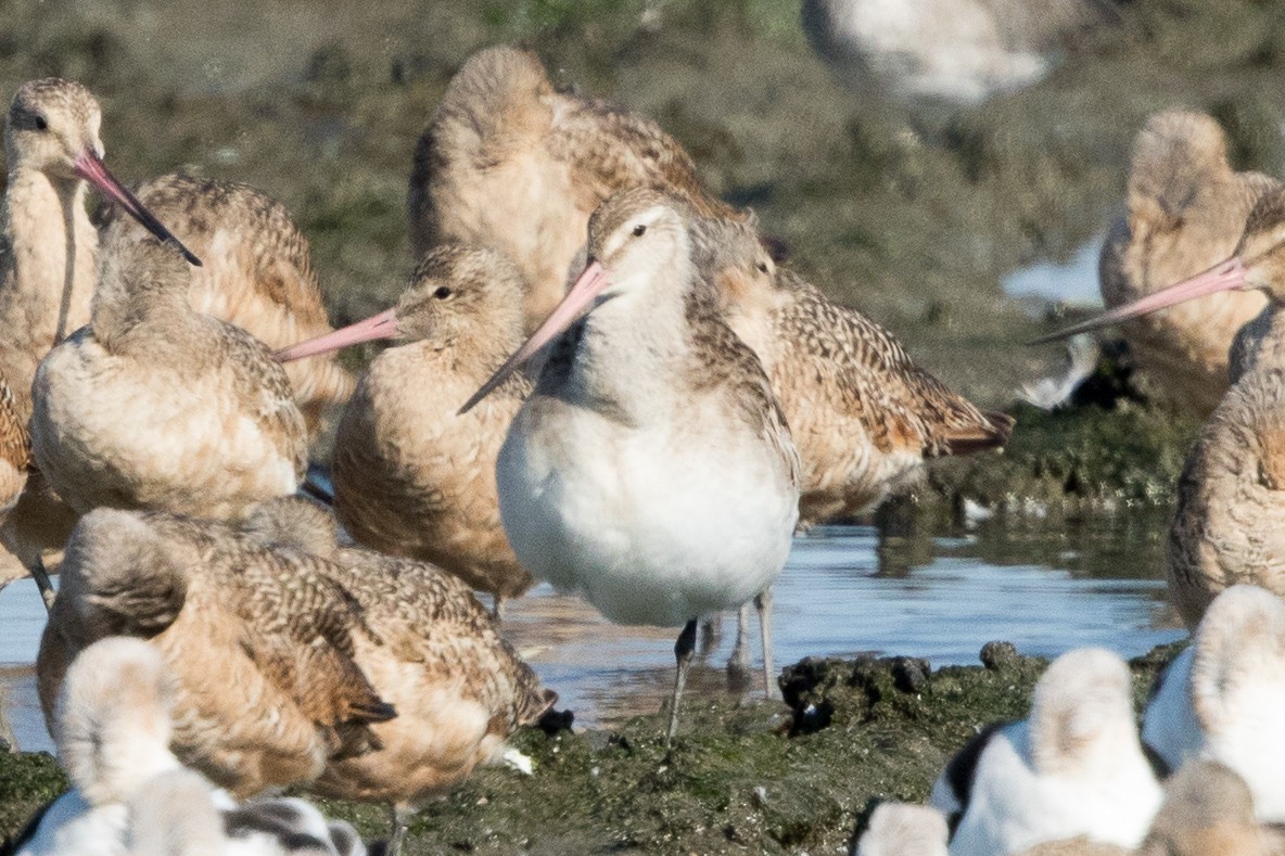 Bar-tailed Godwit - ML43933781