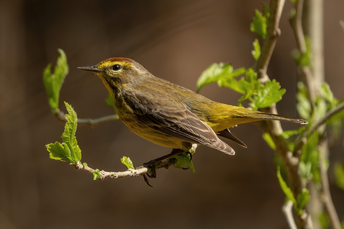 Palm Warbler - ML439338741