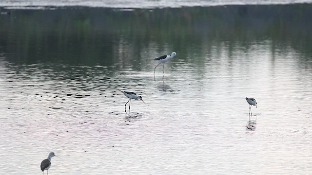 Black-winged/Pied Stilt - ML439340291