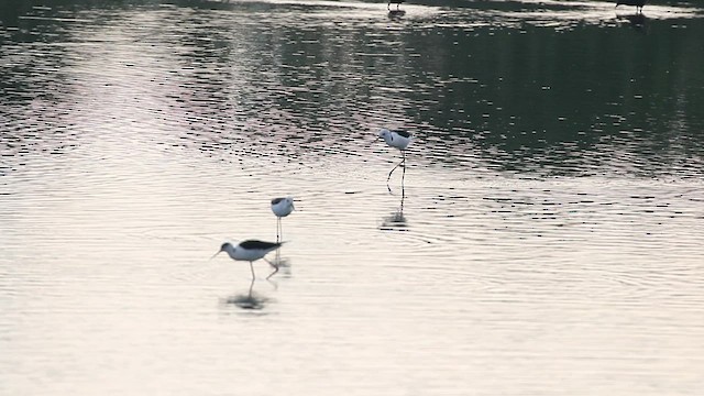 Black-winged/Pied Stilt - ML439340601