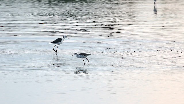 Black-winged/Pied Stilt - ML439340791