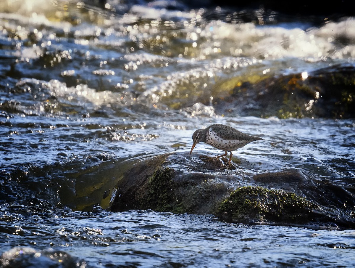 Spotted Sandpiper - ML439342561