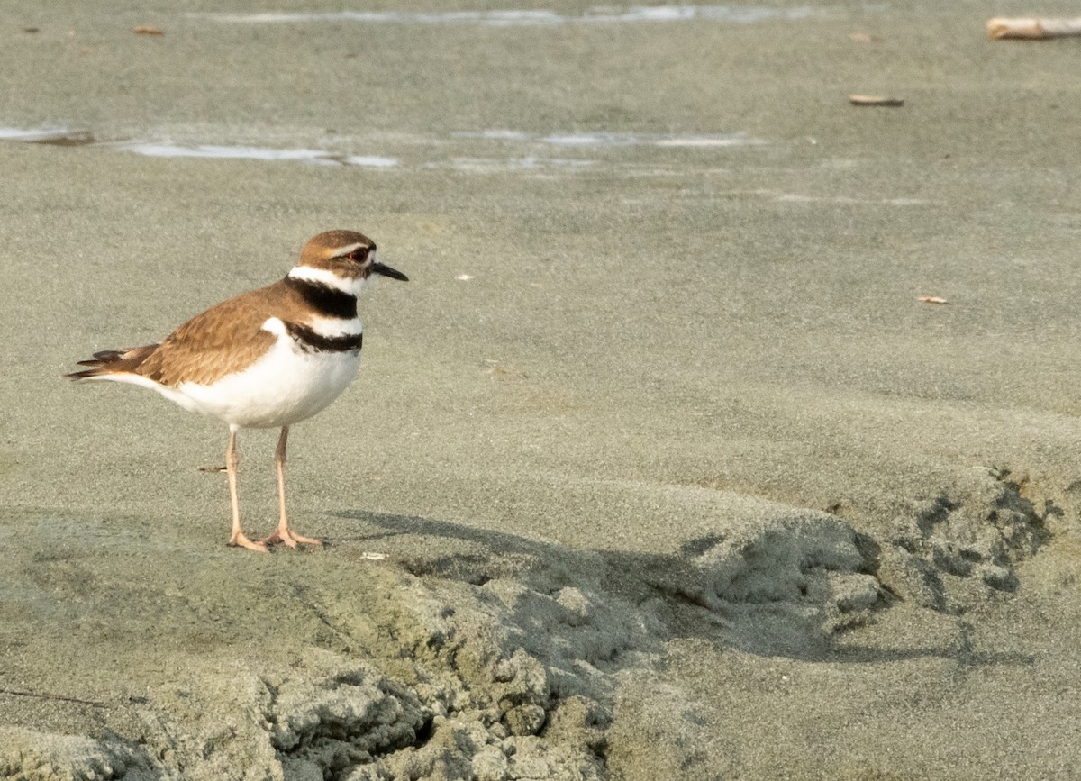Killdeer - ML439344951