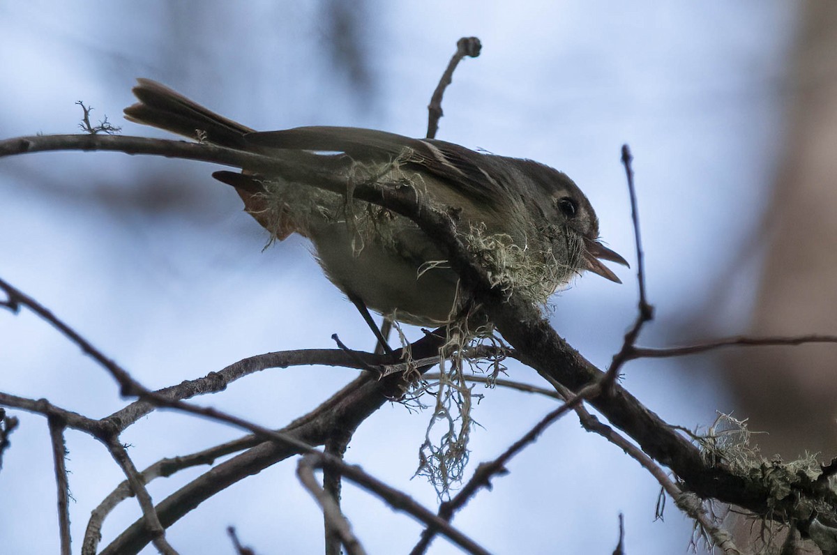 Hutton's Vireo - ML439345091