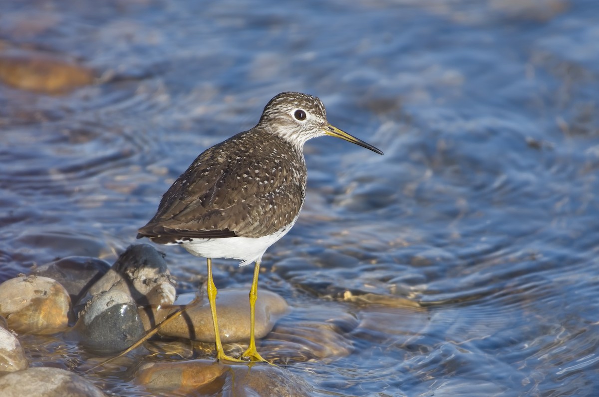 Solitary Sandpiper - ML439347851