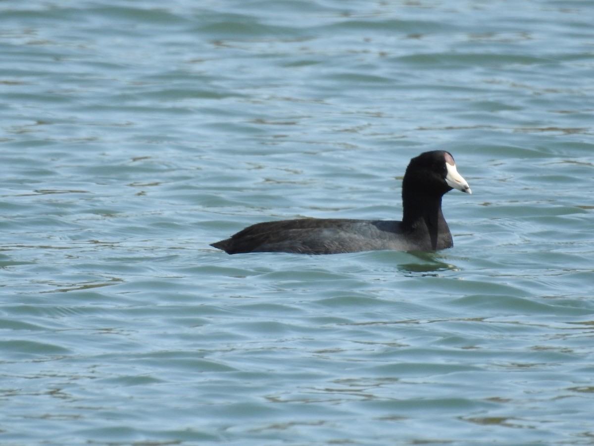 American Coot - ML439348521