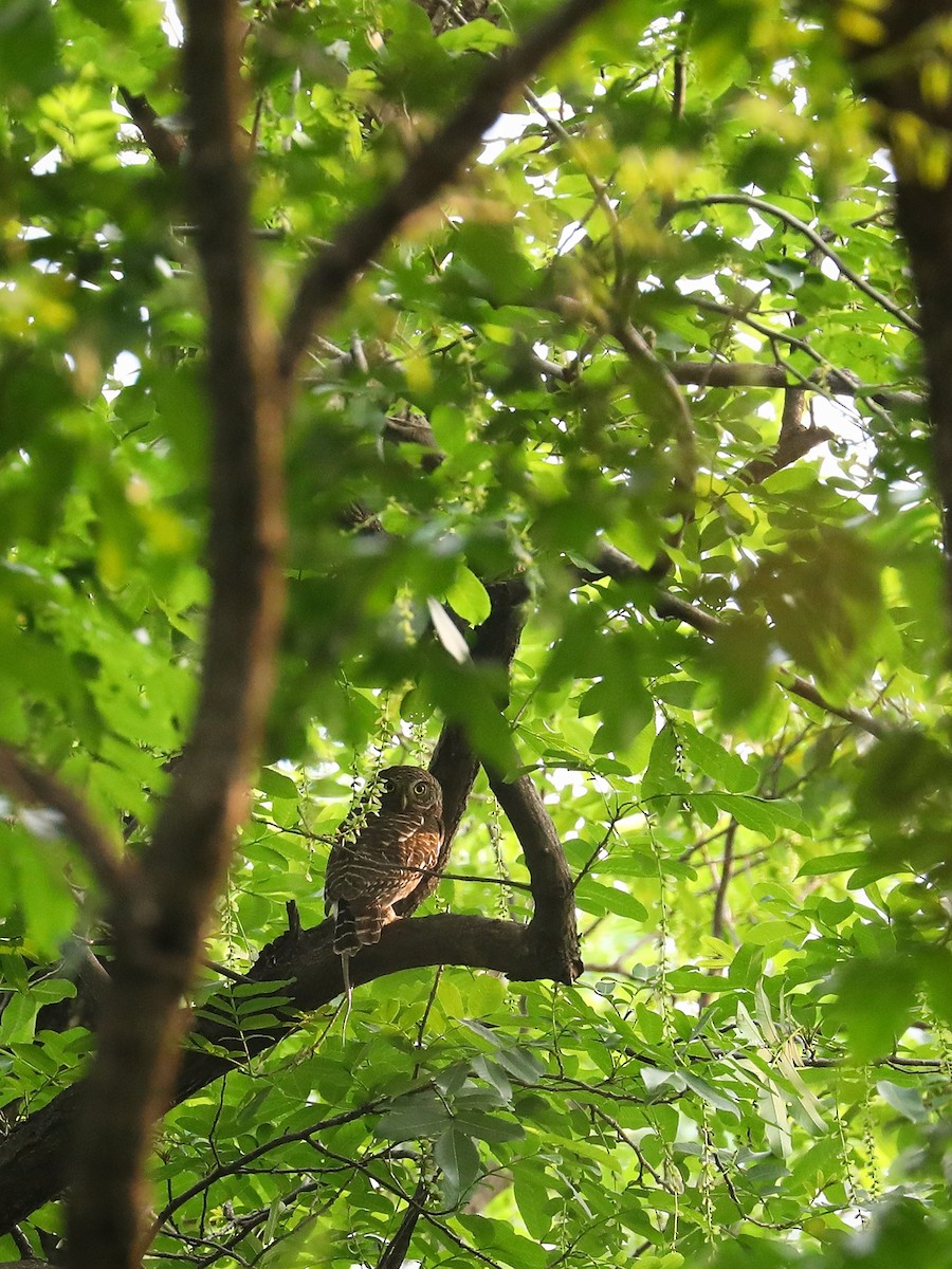 Asian Barred Owlet - ML439349451