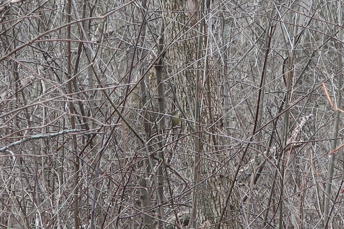 Orange-crowned Warbler - ML439349881