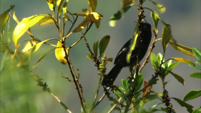 Cuban Bullfinch - ML439350