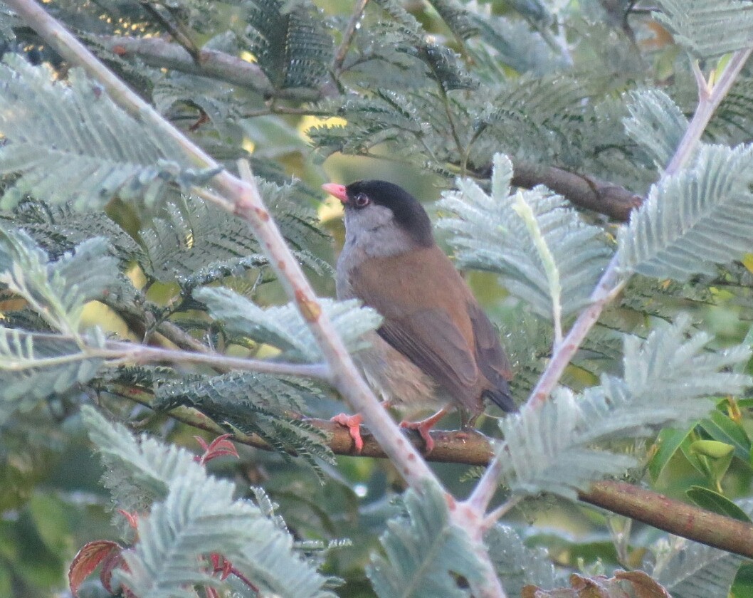 Bush Blackcap - Brad Arthur