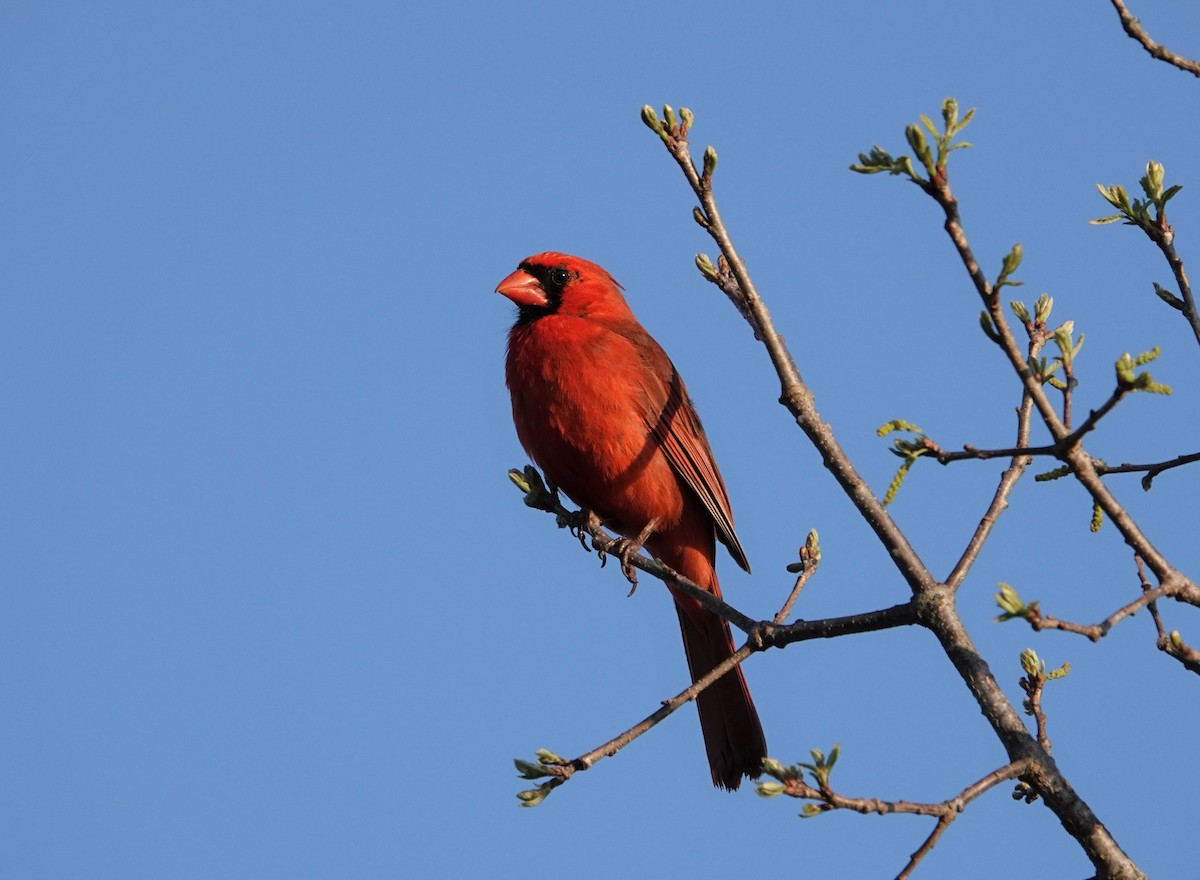 Northern Cardinal - ML439350501