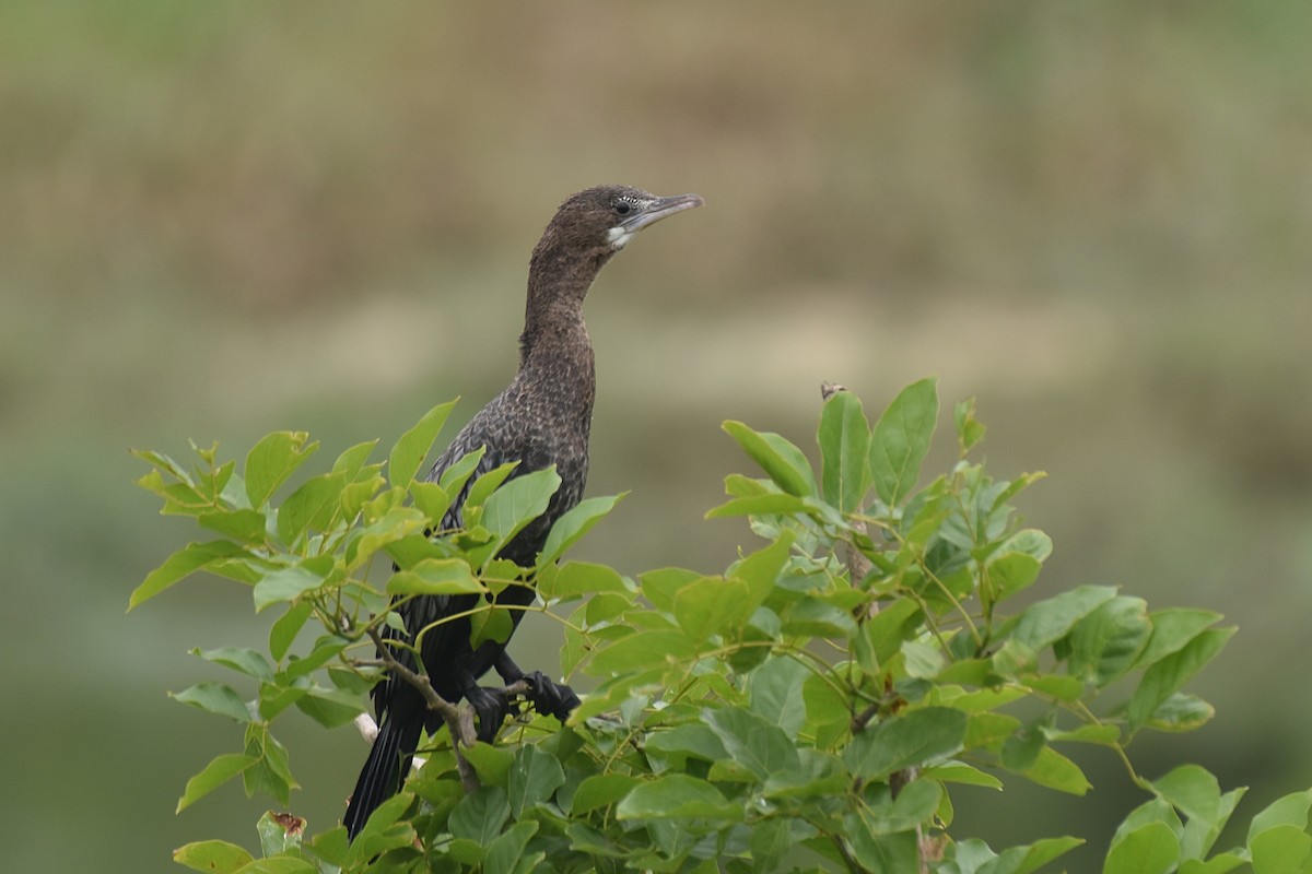 Little Cormorant - ML439351081