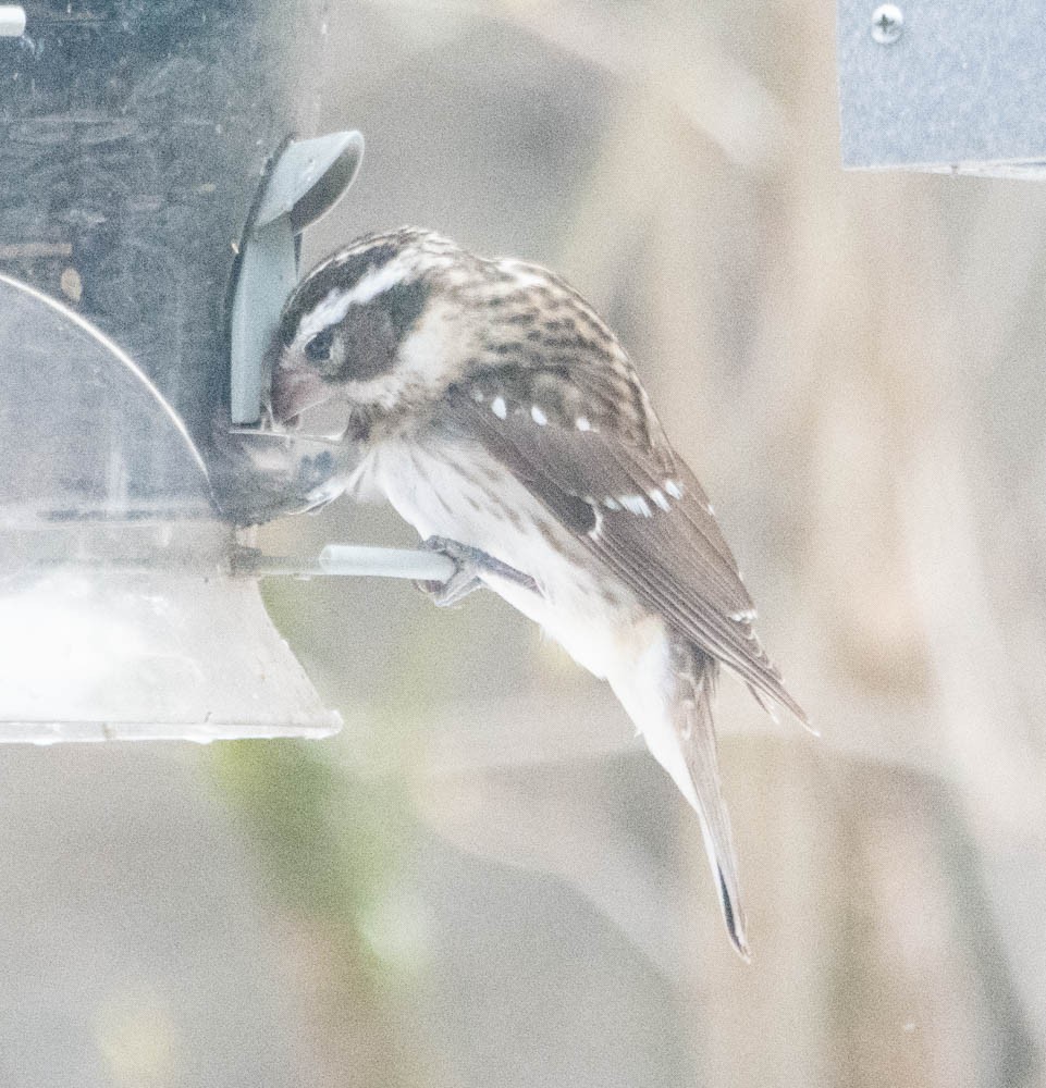 Rose-breasted Grosbeak - Erika  Mitchell