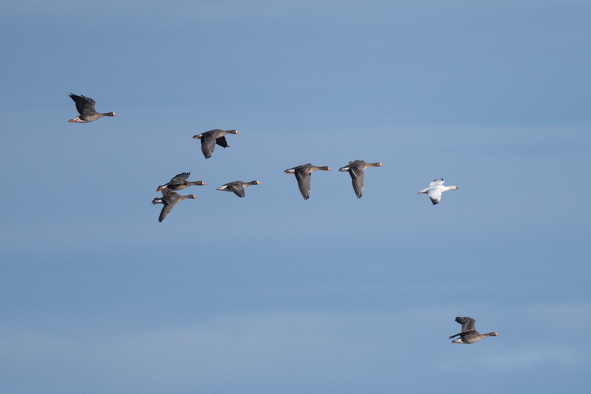 Ross's Goose - ML439354301