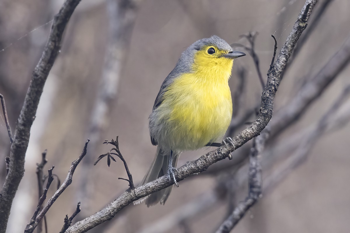 Oriente Warbler - Robert Lockett