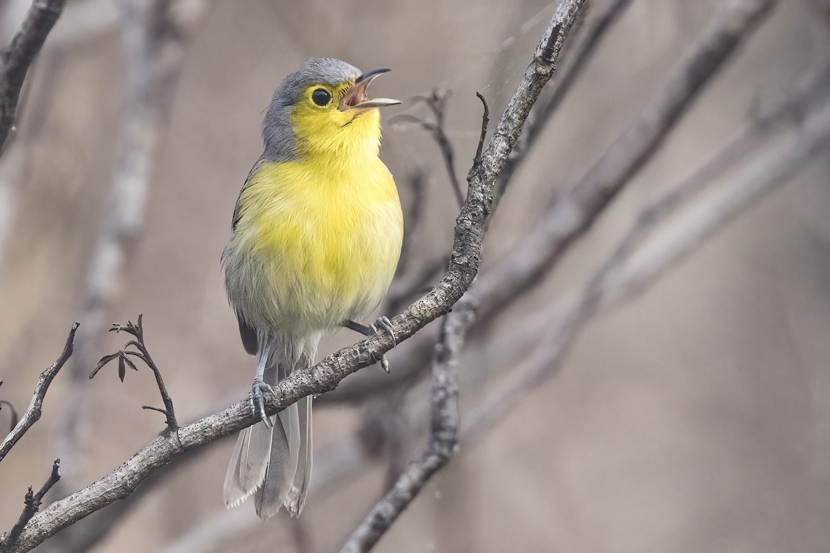 Oriente Warbler - Robert Lockett