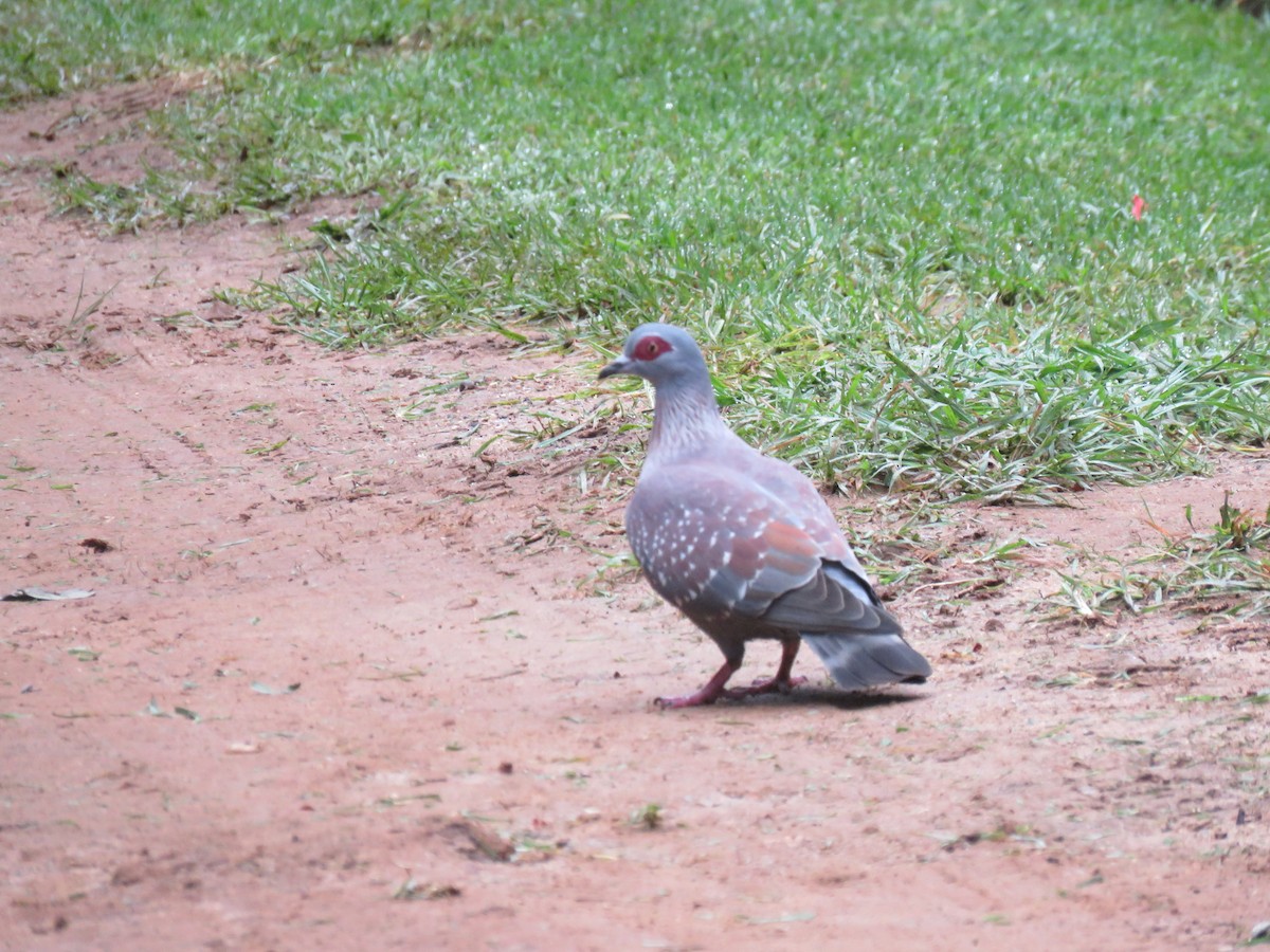 Pigeon roussard - ML43935471