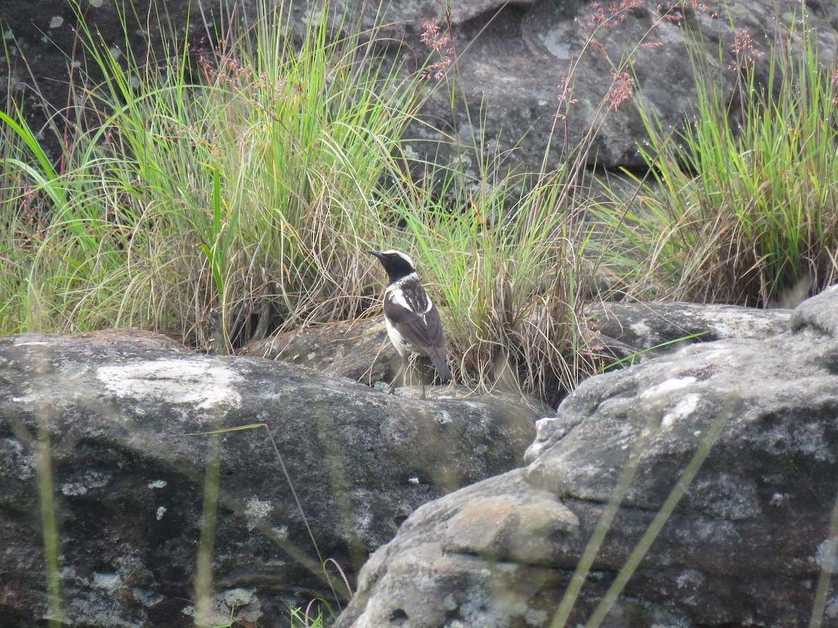 Buff-streaked Chat - ML43935551