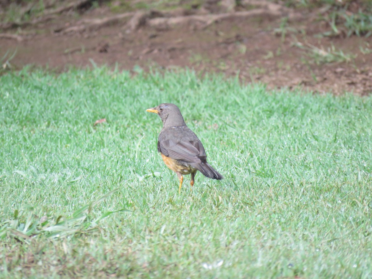 Olive Thrush - ML43935571