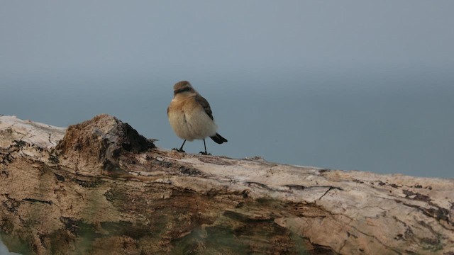 Western/Eastern Black-eared Wheatear - ML439358031