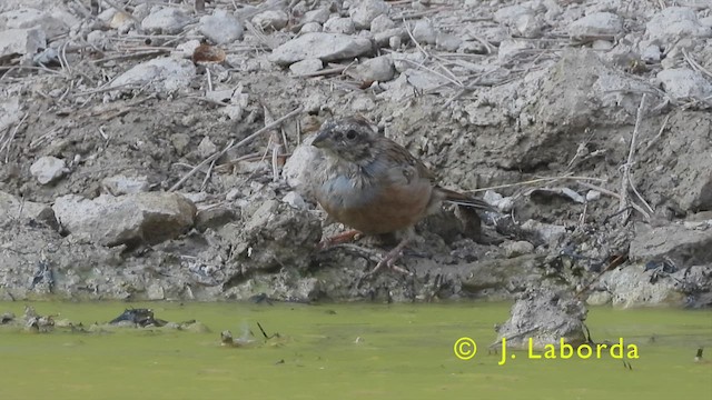 Rock Bunting - ML439358911