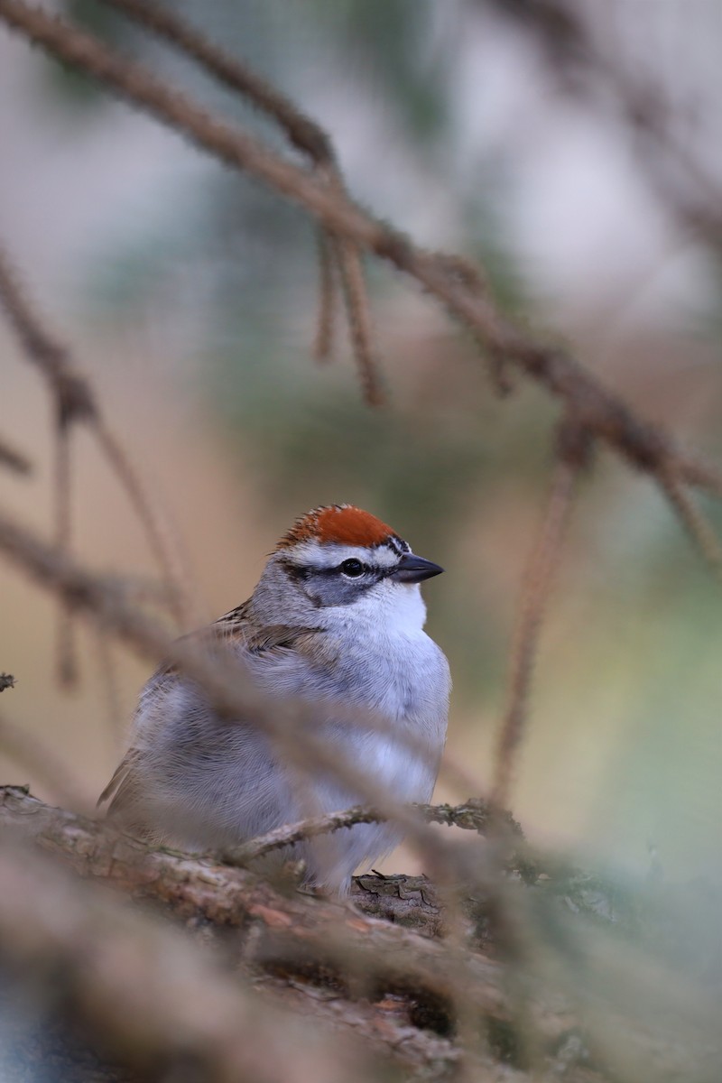 Chipping Sparrow - ML439360561