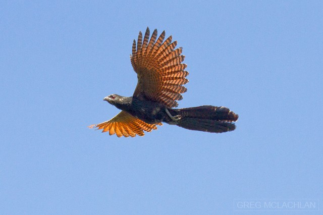 Pheasant Coucal (Pheasant) - Greg McLachlan