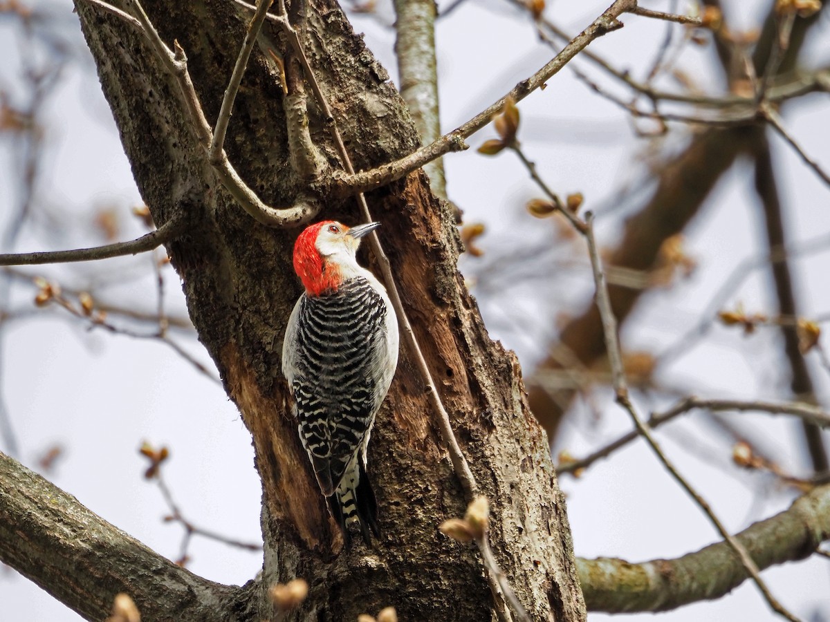 Red-bellied Woodpecker - ML439360881