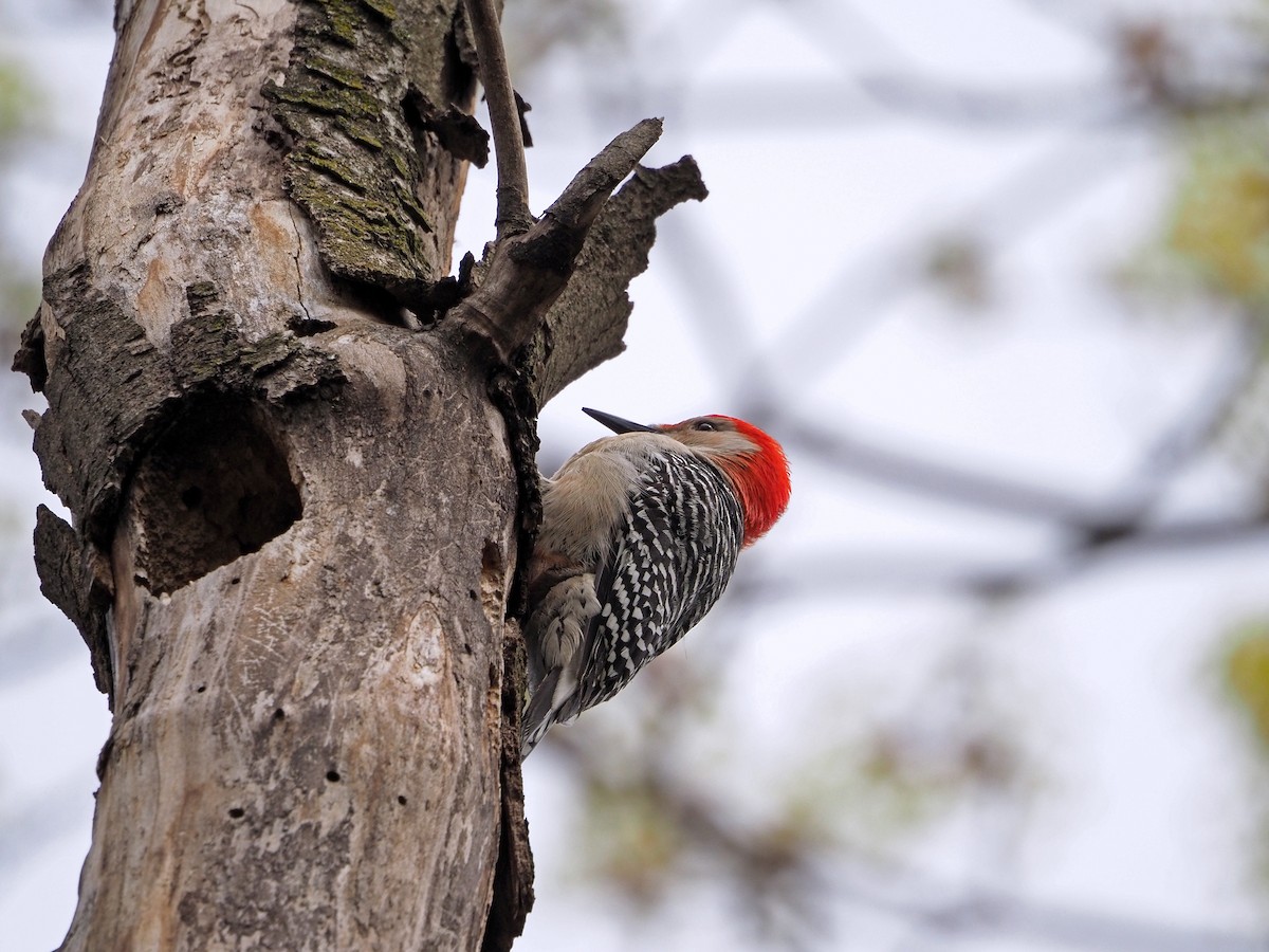 Red-bellied Woodpecker - ML439360891