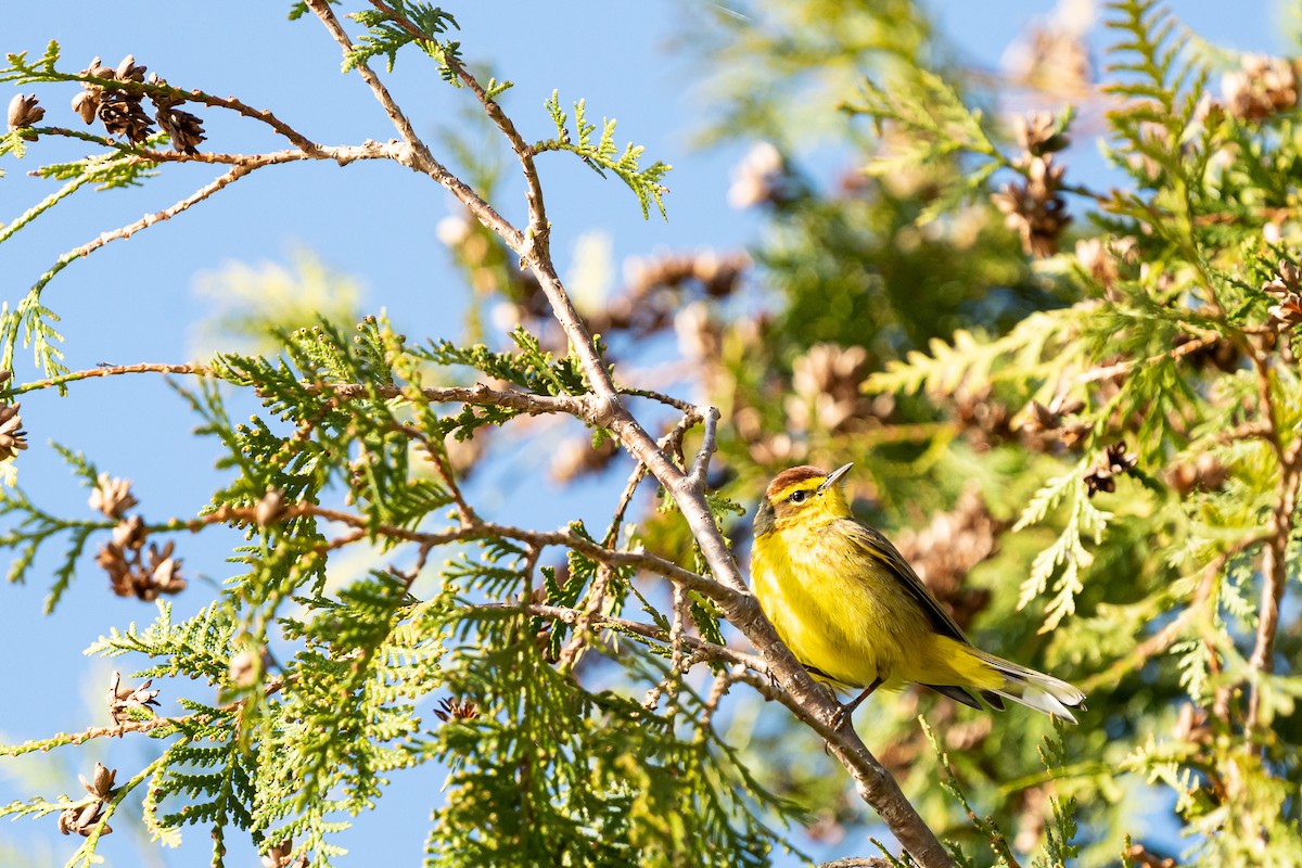 Palm Warbler - ML439360981