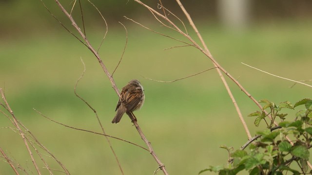 pěnice hnědokřídlá - ML439361531