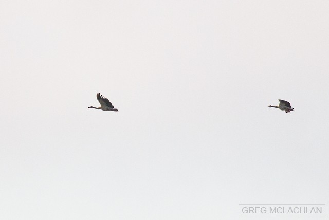 Magpie Goose - Greg McLachlan