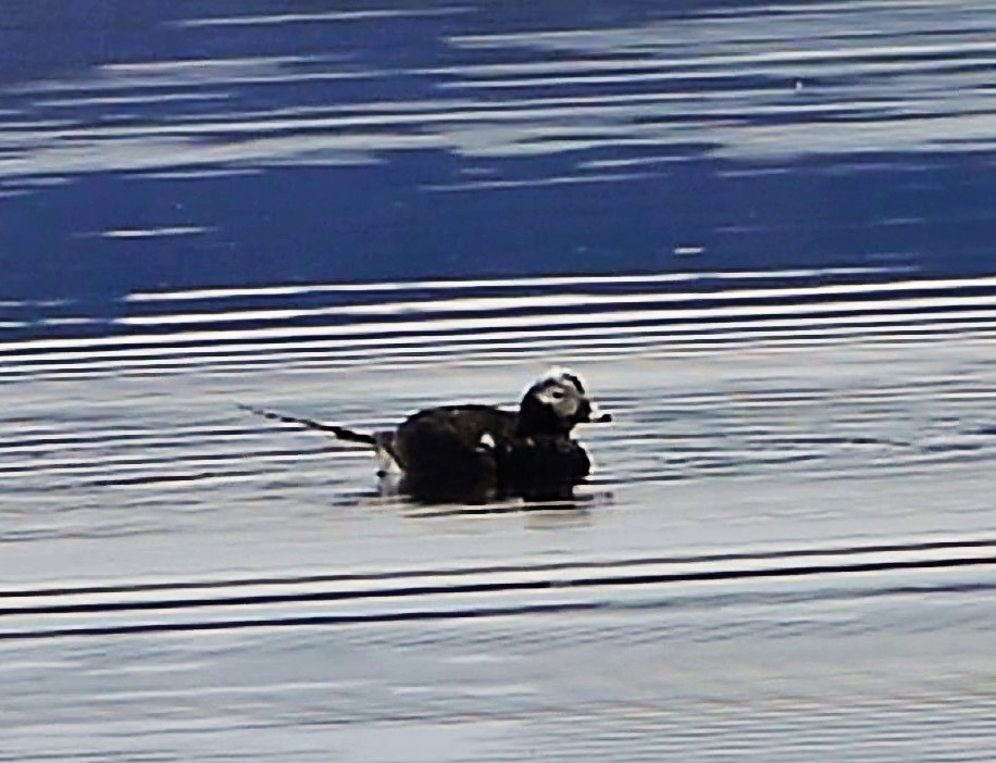 Long-tailed Duck - ML439363321