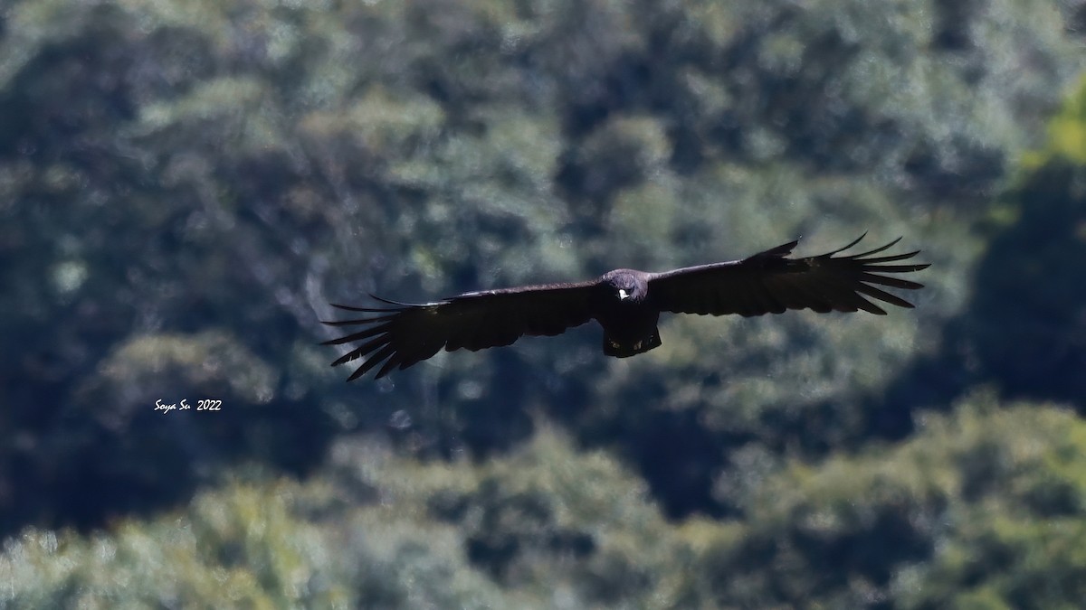 Águila Milana - ML439365051