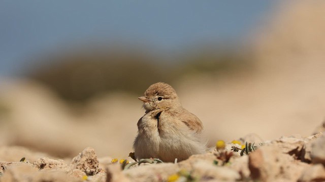 Bar-tailed Lark - ML439366051