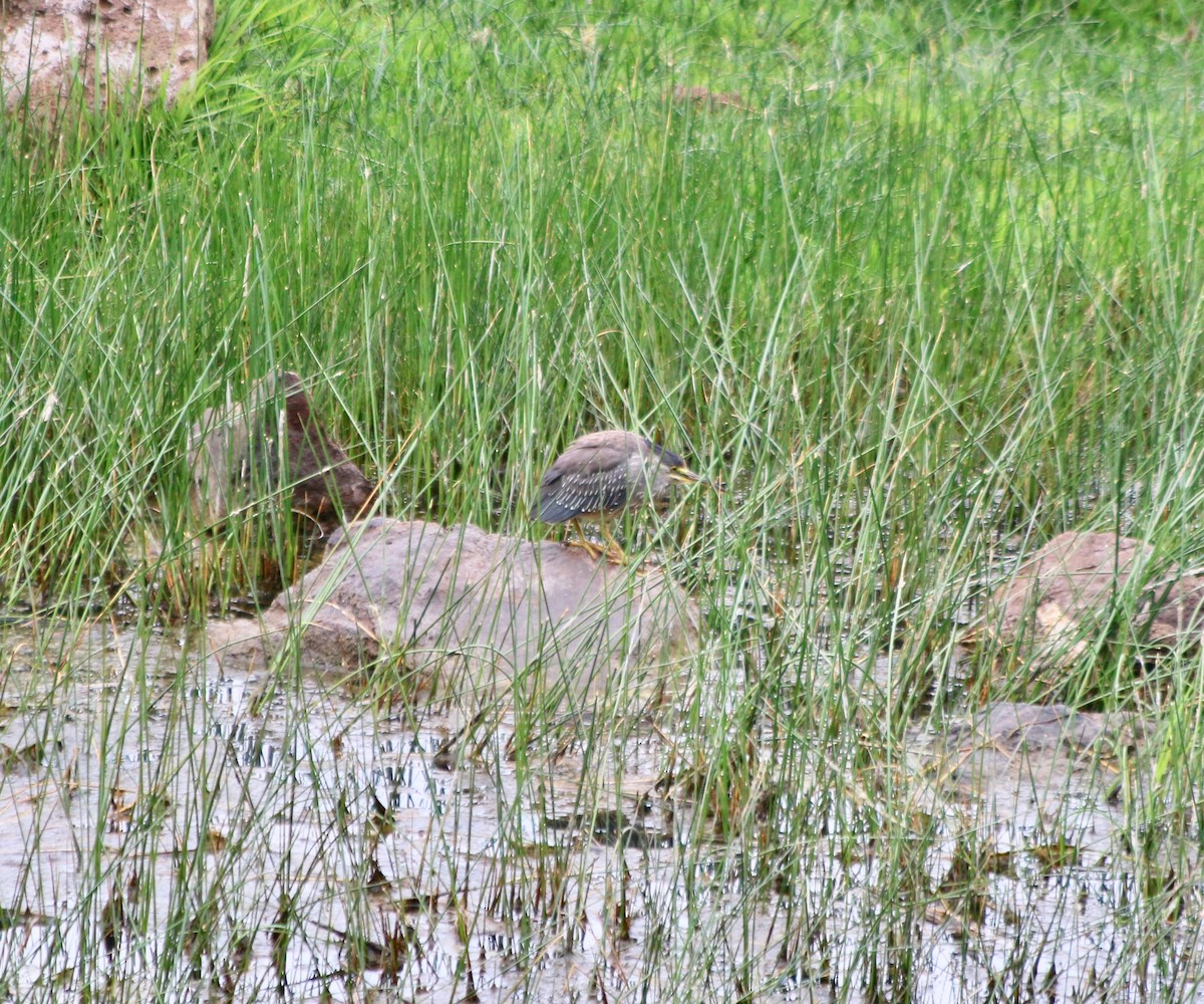 Striated Heron - ML439366421