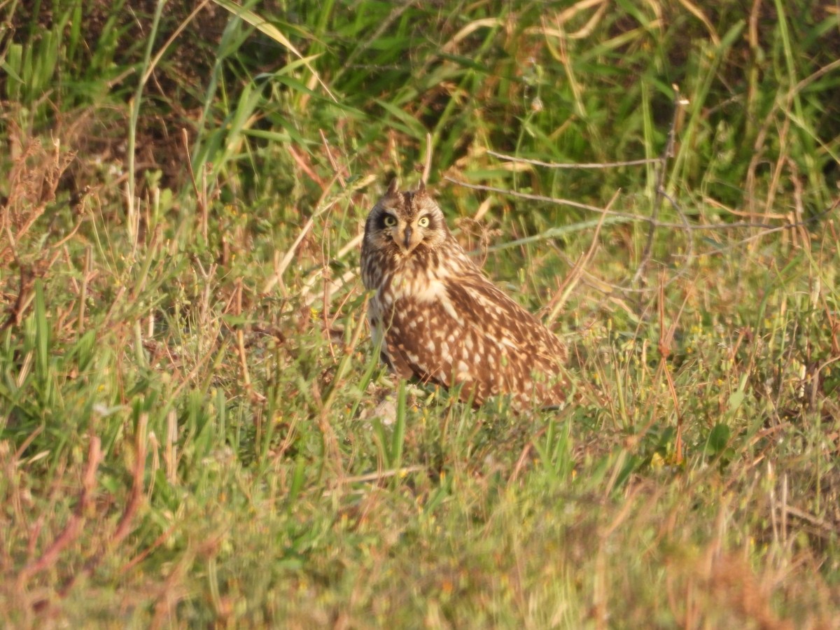 Short-eared Owl - ML439366581