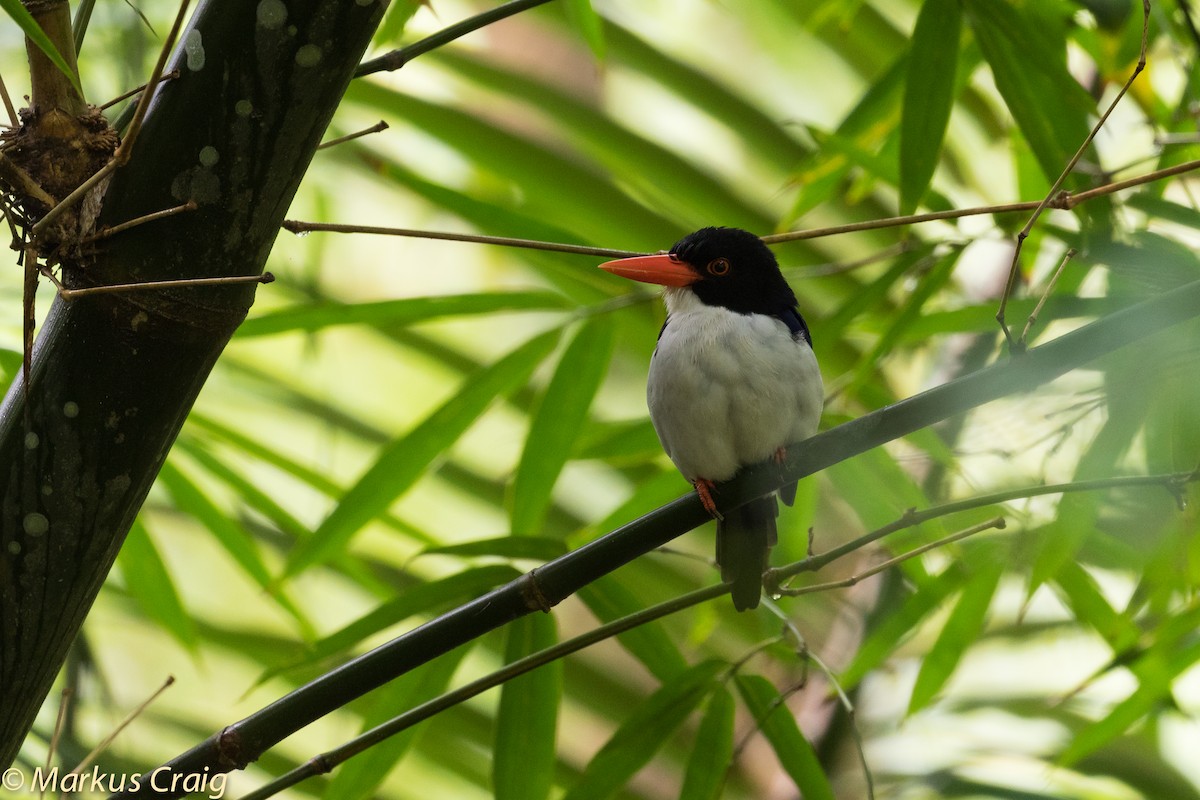 White-rumped Kingfisher - ML43936701