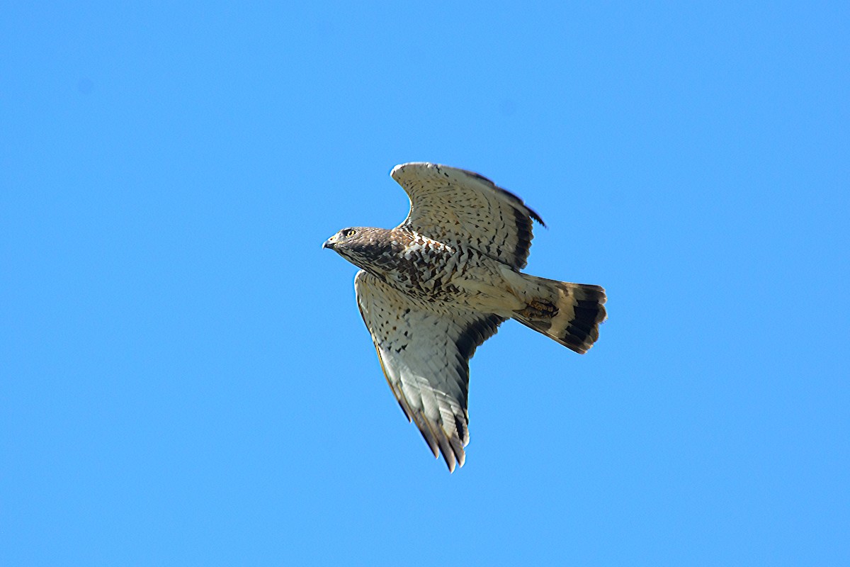 Broad-winged Hawk (Northern) - ML439367061