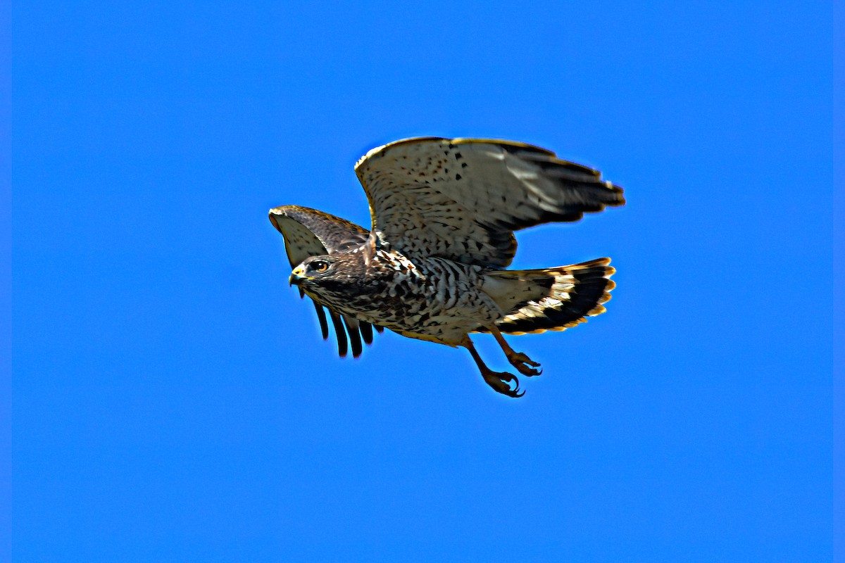 Broad-winged Hawk (Northern) - ML439367071