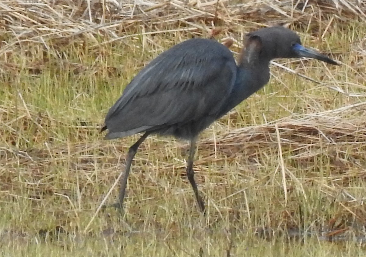 Little Blue Heron - ML439367471