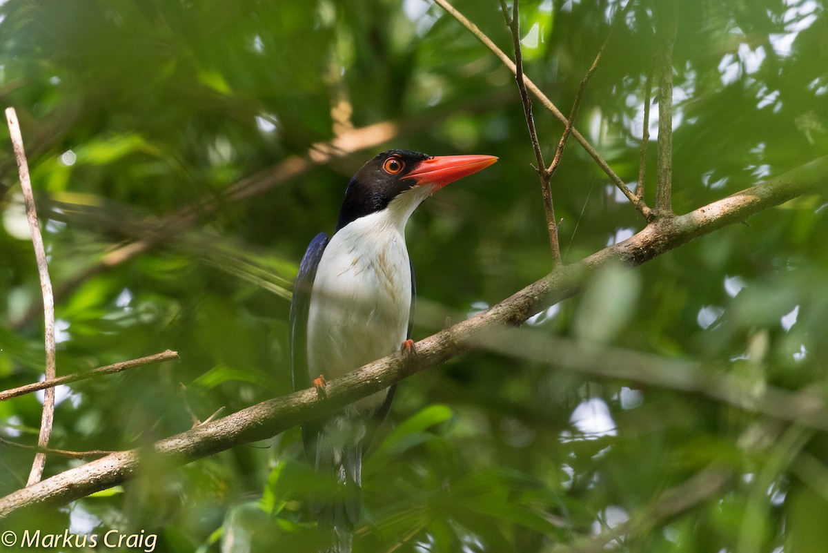 White-rumped Kingfisher - Markus Craig