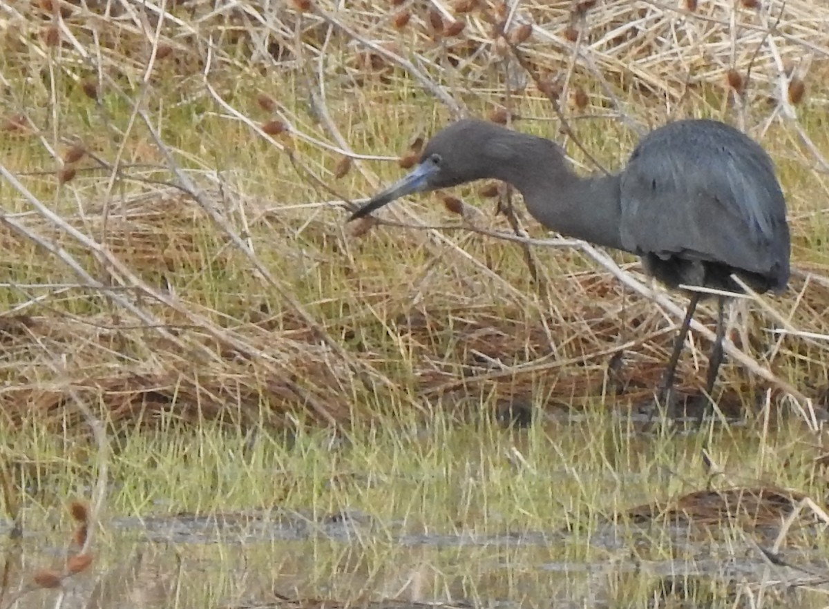 Little Blue Heron - ML439367891
