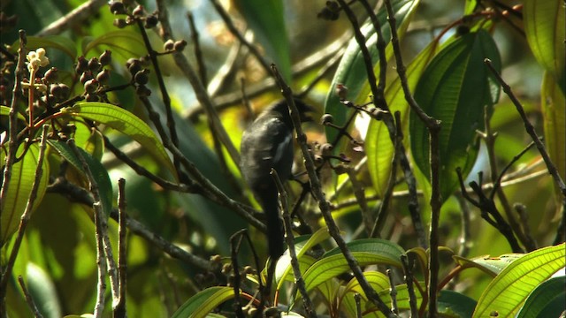 Cuban Bullfinch - ML439368