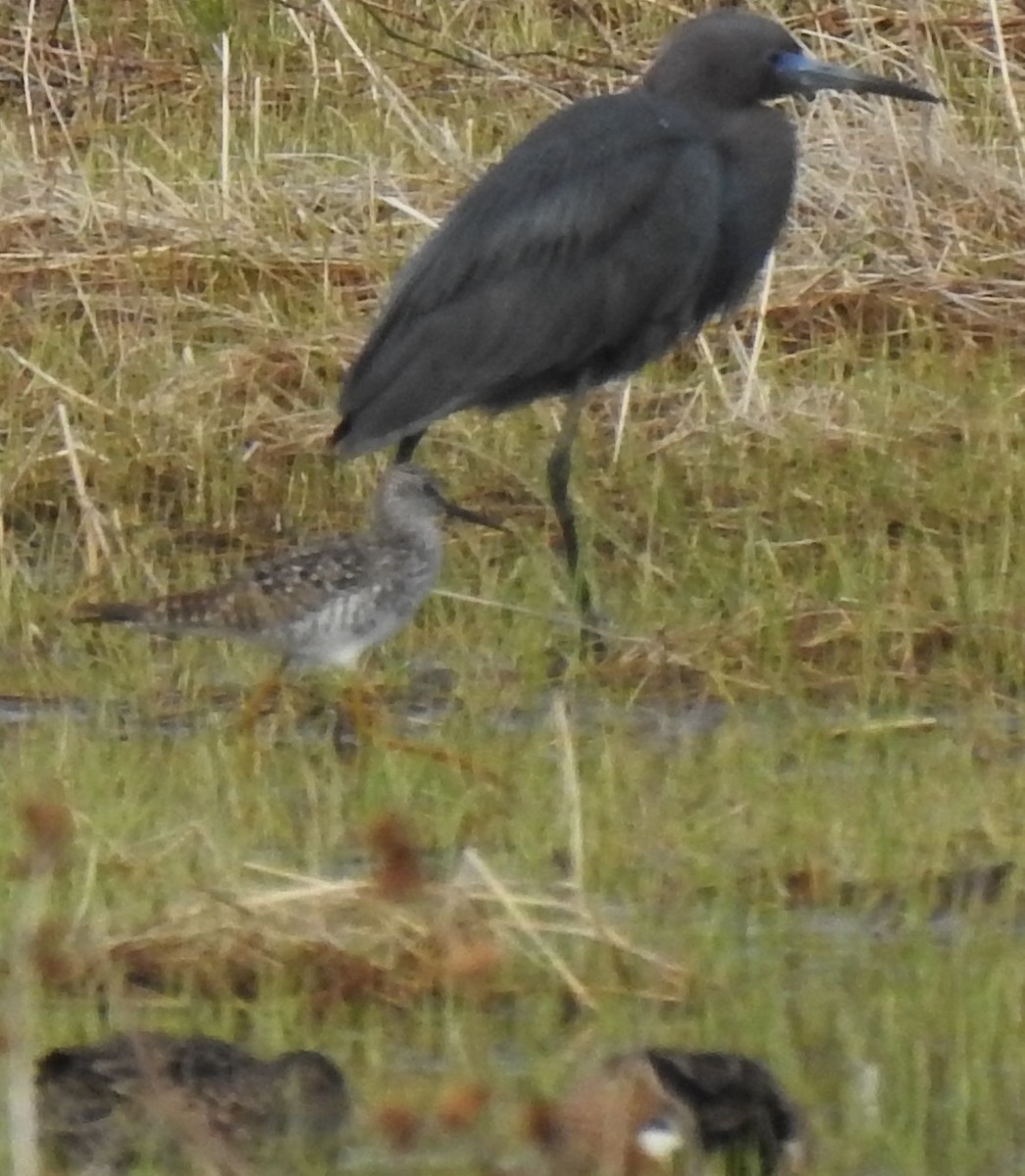 Little Blue Heron - ML439368071