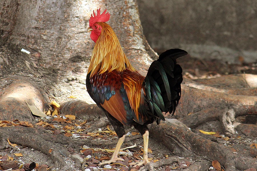 Red Junglefowl (Domestic type) - ML43936861