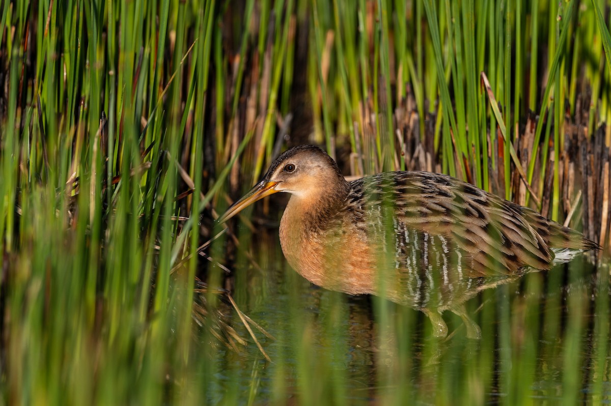 King Rail - ML439368641